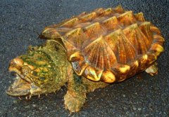 <b>�����㣺������������׬Ǯ���¸�����</b>