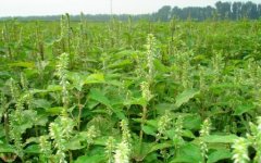 <b>��ţϥ��ֲ�ɱ������������ţ�ʺ���Щ������ֲ��</b>