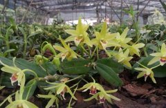 ������ֲ��Ƥʯ��׬Ǯ�С����С�