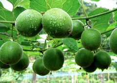 ɽ������ֲ�޺�����Ϊ��ũ�����¸��ġ�����ӡ�