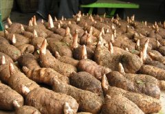 <b>��ɽ����ֲ������ҩ������,ʵ���Ա��Ĵ�ҵ�¸���</b>