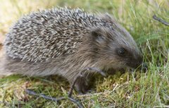 <b>ҩ�ö������˹���ֳ����Ҫ��</b>