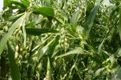 <b>޲�����ֺ컨һ��������Ч��</b>