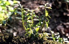 <b>����ʯ������������,������ʯ��׬Ǯ��</b>