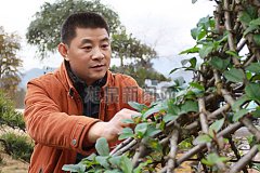 �춹ɼ��ֲ�ɾ�Ҷʯ���ġ���̬�¸��Ρ�