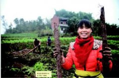 <b>������������ɽҩÿĶ��׬1000Ԫ</b>