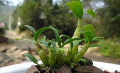 [�Ƽ�Է]��ɽ����(��ɽʯ��)��Ұ���˹���ֲ����