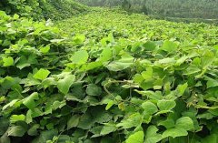 ��ҩ����ֲ�¸�����Ŀ���ָ�� Ķ׬��ǧ��