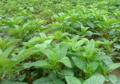 ������ֲ����Ҫ��