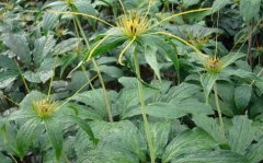 ��¥�Ĳ��溦�η�