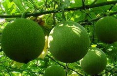 �����ֹ��䣺����������ֲ��������Ҫ��