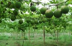 �������ι���Ĳ��溦