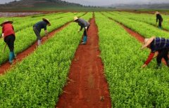 ��ҩ����ֲ��Ϊƽңũ���¸��ġ������ġ�