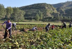 ����ũ����ҩ����ֲ��׬������