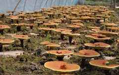 <b>��֥����ģʽ�ĸ߲���������</b>