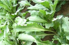 ��������ֲ�߲���7���ؼ�����Ҫ��