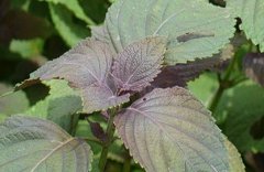 ����ҩ��������ֲ����Ҫ��