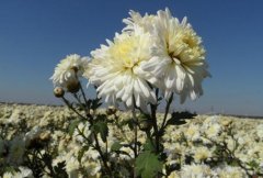 ��ջ���ֲǰ������