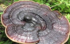 ��֥���ɻ�����ô��?