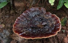 ������ֲ��֥:������֥���༼����Ƶ