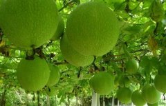 �����ʺ�����Щ������ֲ