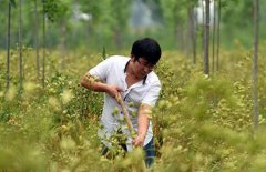 ��ֲ��ҩ�����һĶЧ�����Ԫ��׬Ǯ��������ҩ��