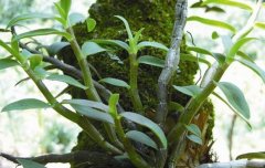 <b>������ֹ��Ƥʯ����ֲƭ��?</b>