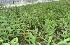 <b>��Ƥʯ��Ҷ�ӷ�����ʲôԭ�򣿸���������?</b>