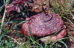 <b>��֥��ֲ����֥��ù���͹�ɡ�ķ��η���</b>