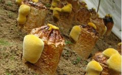 <b>ɣ�ƾ���ֲ׬Ǯ��?ҩ�����ɣ�ƾ���ֲǰ������</b>