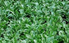 ��������ֲ�·���