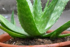 ��̨����«����ֲ����