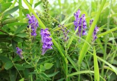 �»���̫ͬ�縣����ũ����ֲ�����������