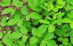 ����ǿ���ͨ����ֲ200Ķ��ҩ�Ķ�����ũ��ƶ�¸�