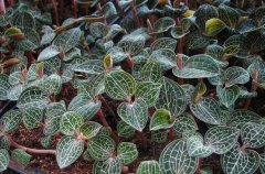 <b>�����ֽ�����:�������������෽��</b>