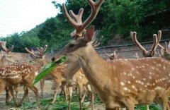 ��������������ֳ÷��¹һͷ�������8000Ԫ