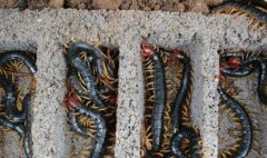 �����ֳǰ�����۸����飬�����׬Ǯ��