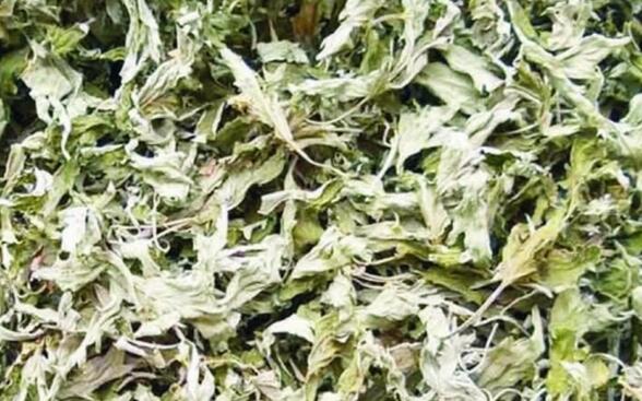“变草为宝”艾草加工市场前景看好