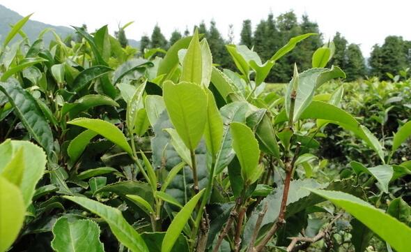茶树套种香樟效益高 每亩茶园就可增收2万元