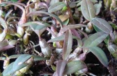 ��Ƥʯ����ֲ���ռ�ƭ�ַ���