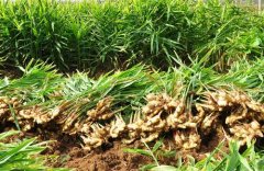 �ܽ�ɣ��ƽ���ֲЧ���һĶ�������Ԫ