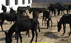 <b>��ֳ������ë¿���׬Ǯ</b>