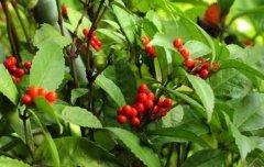 <b>����������ɺ����ֲ�ĺ���Ŀ����ũ�����¸�·</b>