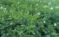 ������෽�·�