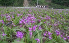 ��ܸ�������淼 �������ˡ���������¸�