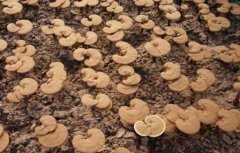 ���ϳ���֥�߲����༼��