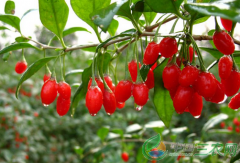С��� ���ҵ ���ྸԶ��轺���ũ����ƶ�¸�