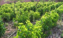 ���������������ֲ�������Ⱥ���¸�