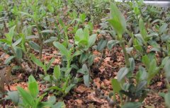 ��Ƥʯ��Ҷ�ӷ�����զ����