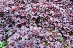 [ũ�����]������������������ֲ������Ƶ